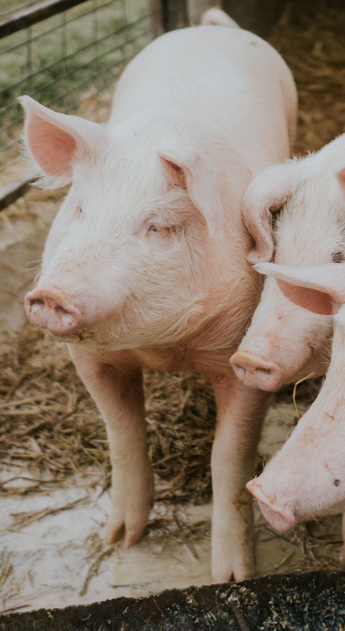 Landgasthof und Metzgerei Obst GmbH Logo